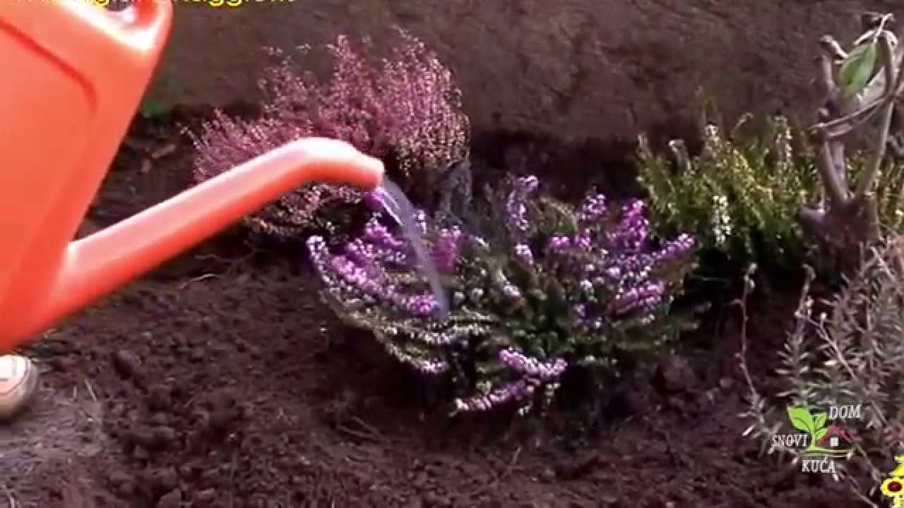 Erika - zimzelena biljka za saksije ili vrt