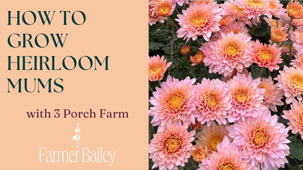 How to Grow Heirloom Mums, with 3 Porch Farm