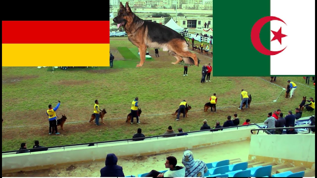 german shepherd in algeria .cronos del seprio