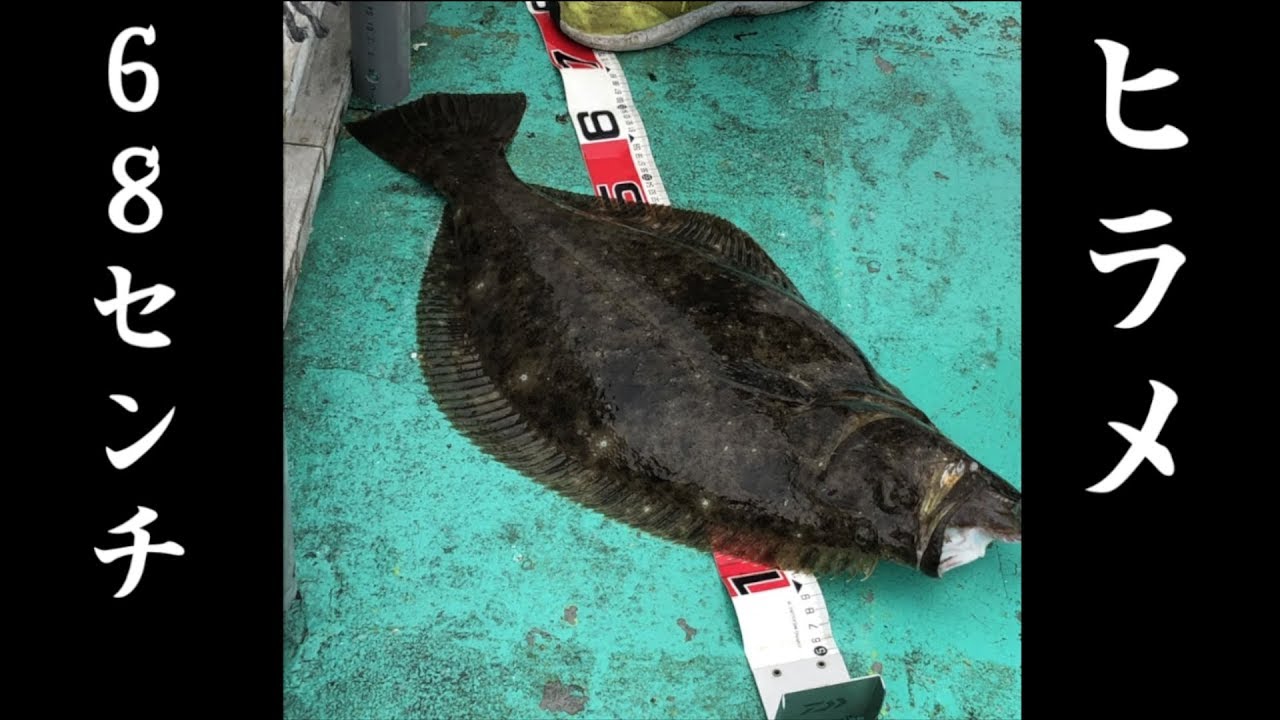 【ライトジギング】オモックで色々釣れた！大きいヒラメも登場！