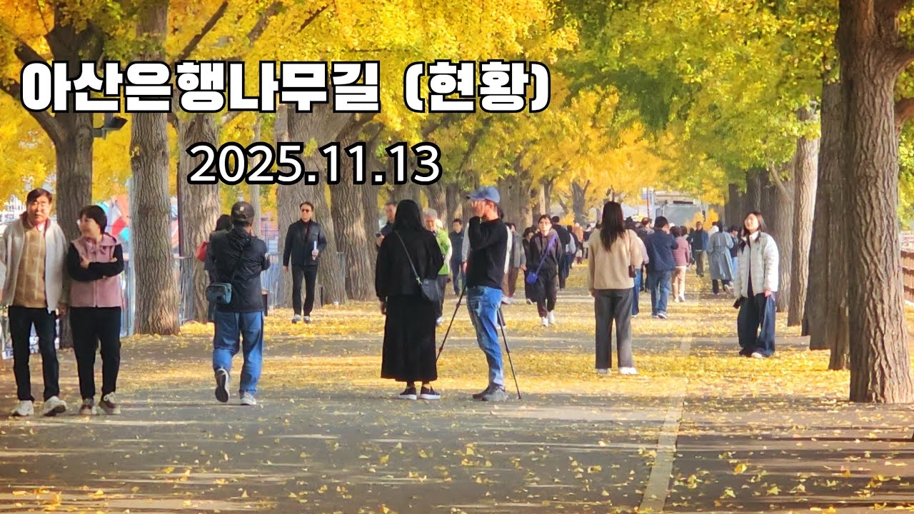 2025.11.13 아산은행나무길. 곡교천은행나무길 (현황 )   길 고양이의 하루 