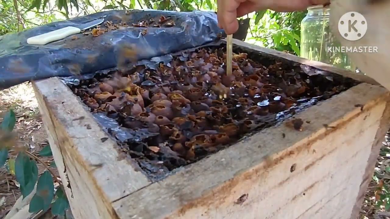 Colheita de mel da abelha Bor&aacute; !