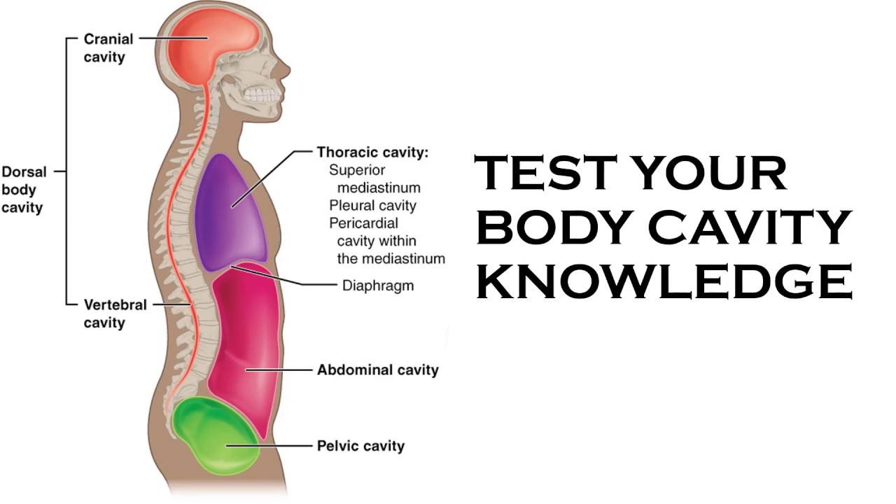 TEST YOUR BODY CAVITY KNOWLEDGE