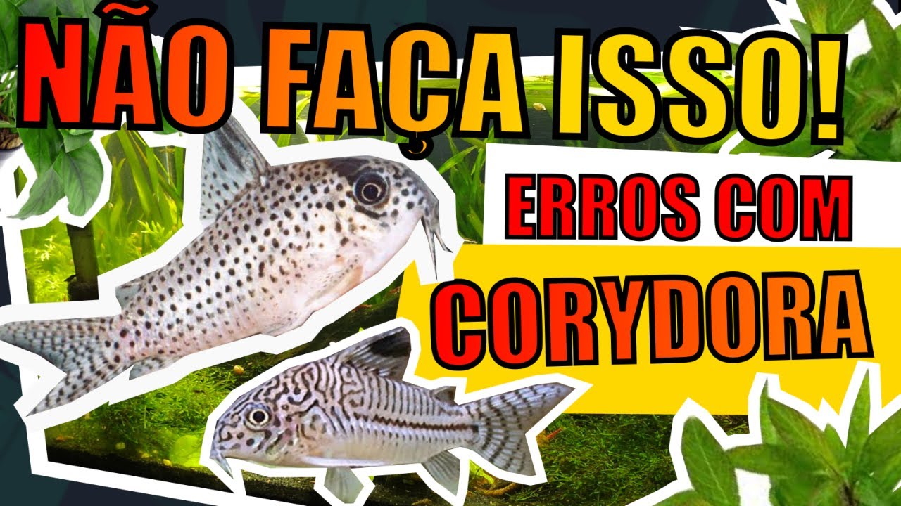 🔴CORYDORA: ERROS QUE OS AQUARISTAS COMETEM. |Mr. Betta|
