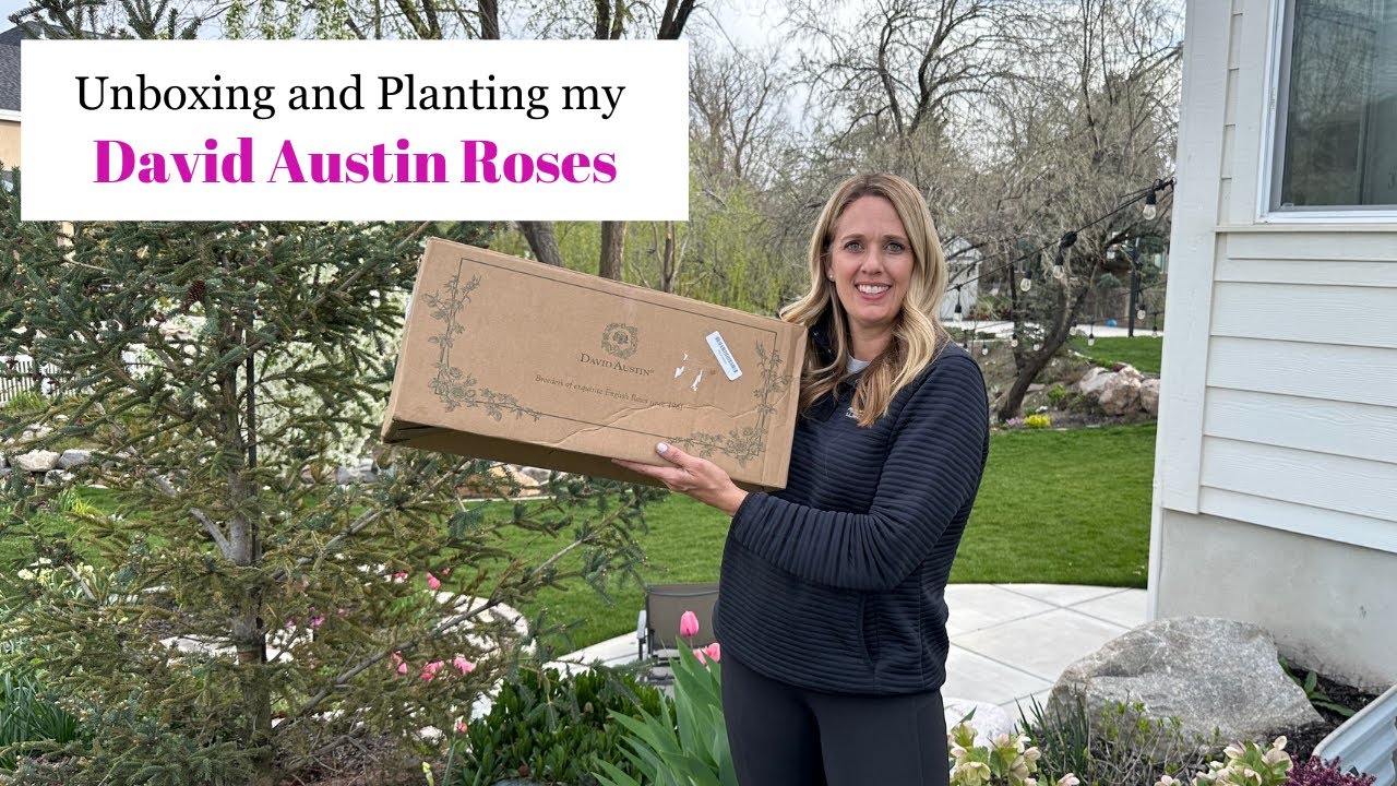 Unboxing and Planting my David Austin Bare Root Roses!