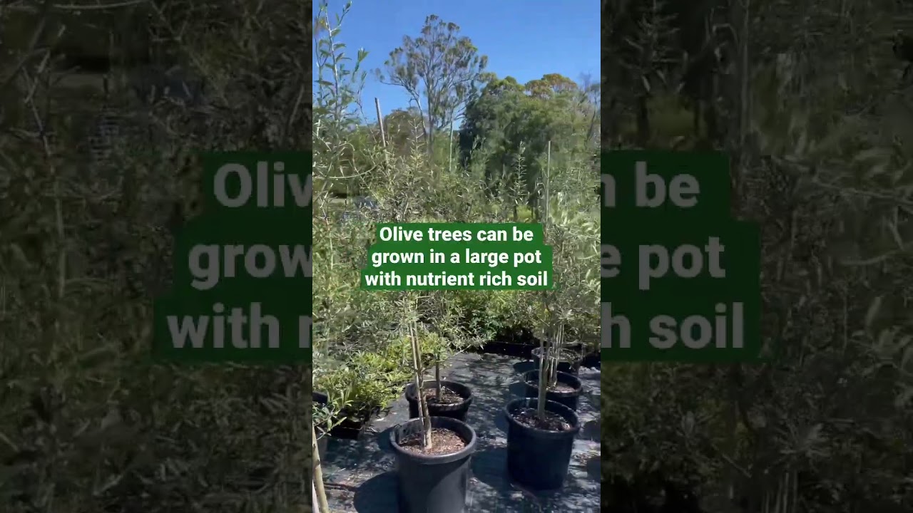 Plant profile: Olive Tree