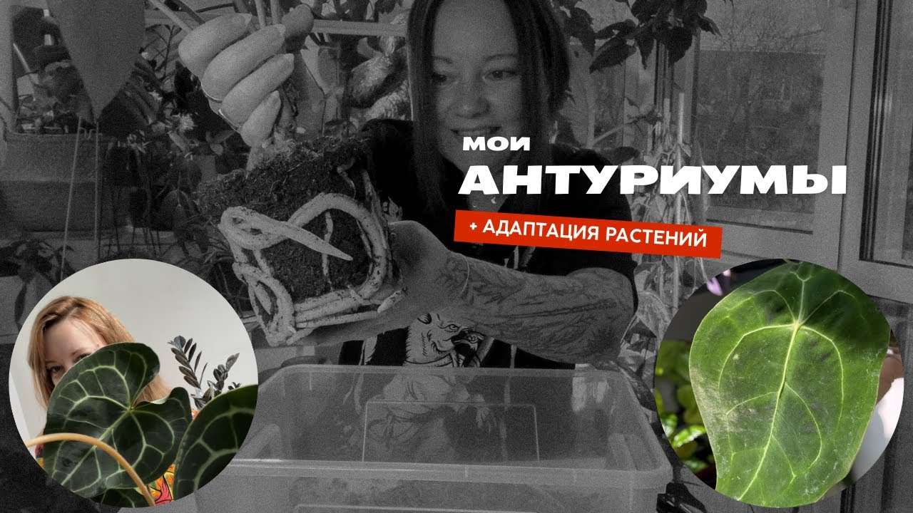 Антуриумы: содержание, уход, пересадка, адаптация, реанимация. Часть 1