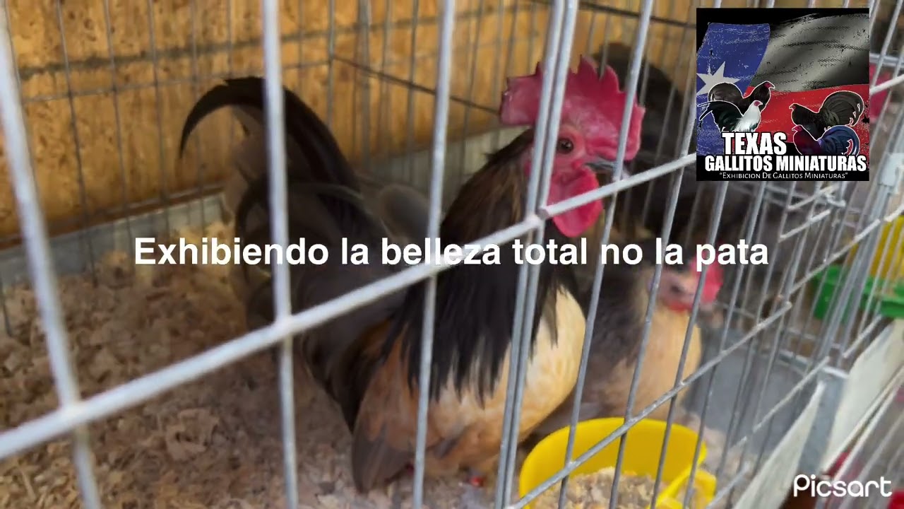 E viviendo la belleza total no la pata