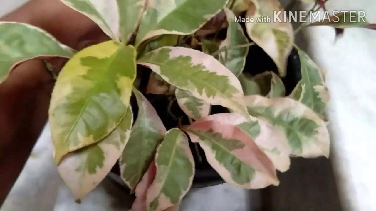 Excoecaria#chinesecroton#blindnesstree#butabuta#junglefireplantcare
