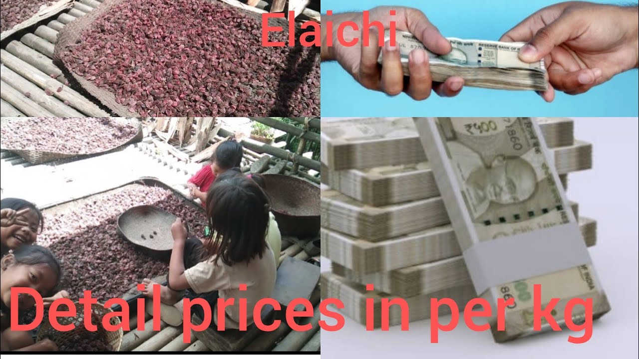 Elaichi (black cardamom) high rate in this year 2025/Harvesting this days 