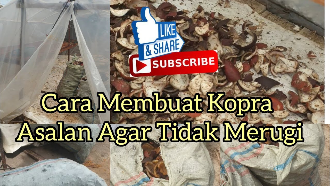 Cara Membuat Kopra Asalan Agar Tidak Merugi