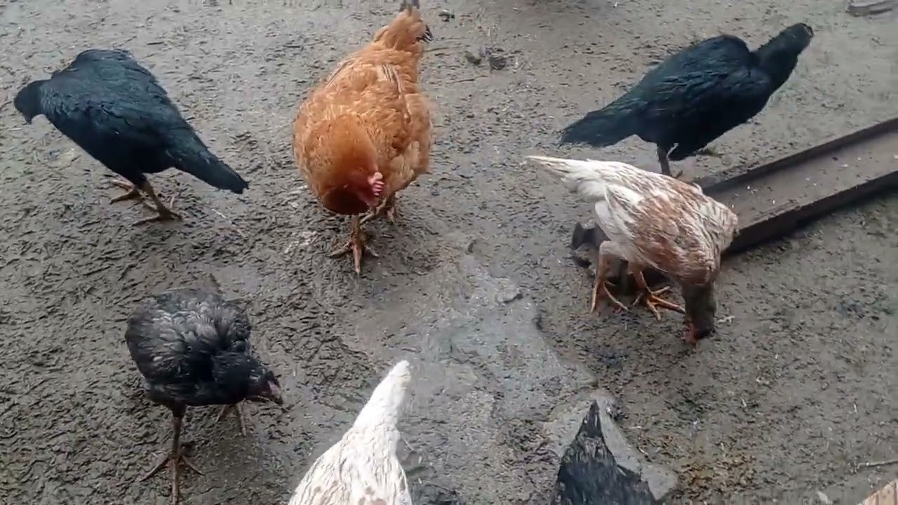 Huysuzluk çıkaran kurk tavuğuna  ne çare bula bilirim 