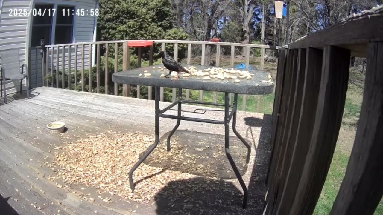 Archive Files of Birdbath Cam Compilation 20250418 E
