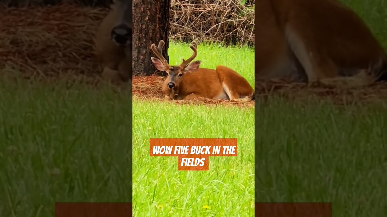 FIVE WILD BUCK IN THE FIELD #deer #buck #wild #animals #amazing #beautiful