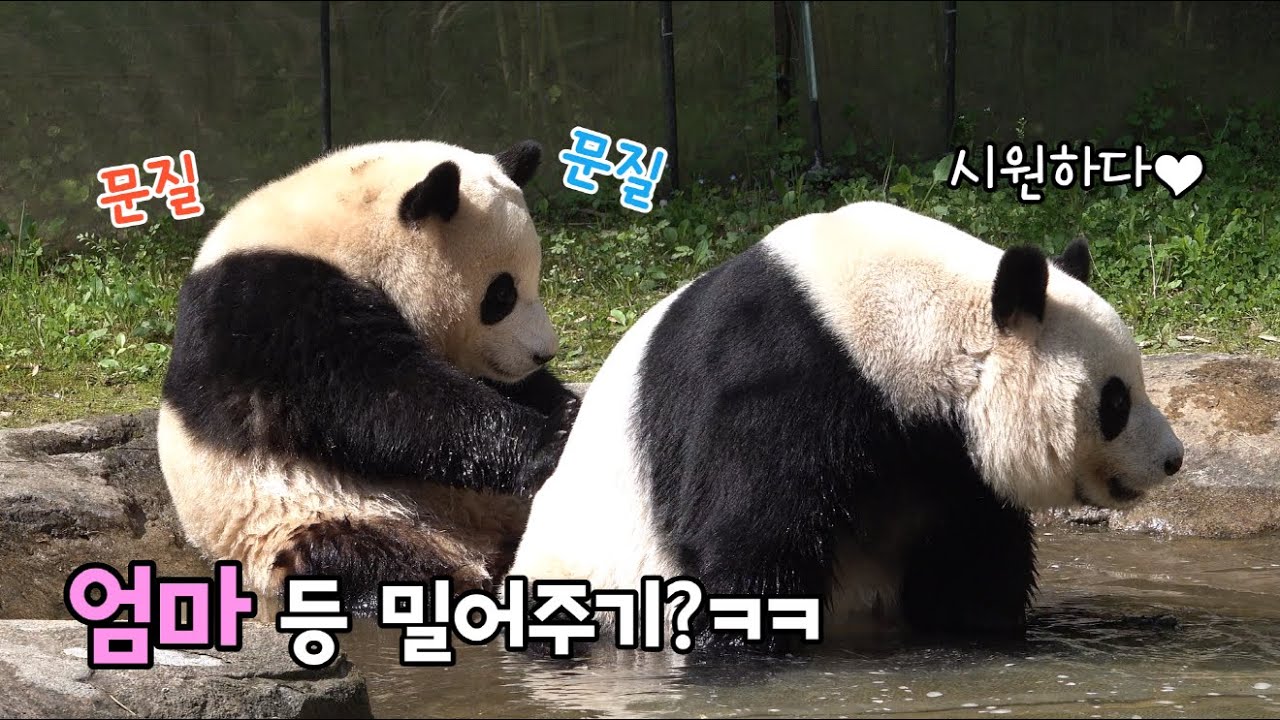 ★에버랜드 판다월드★ 