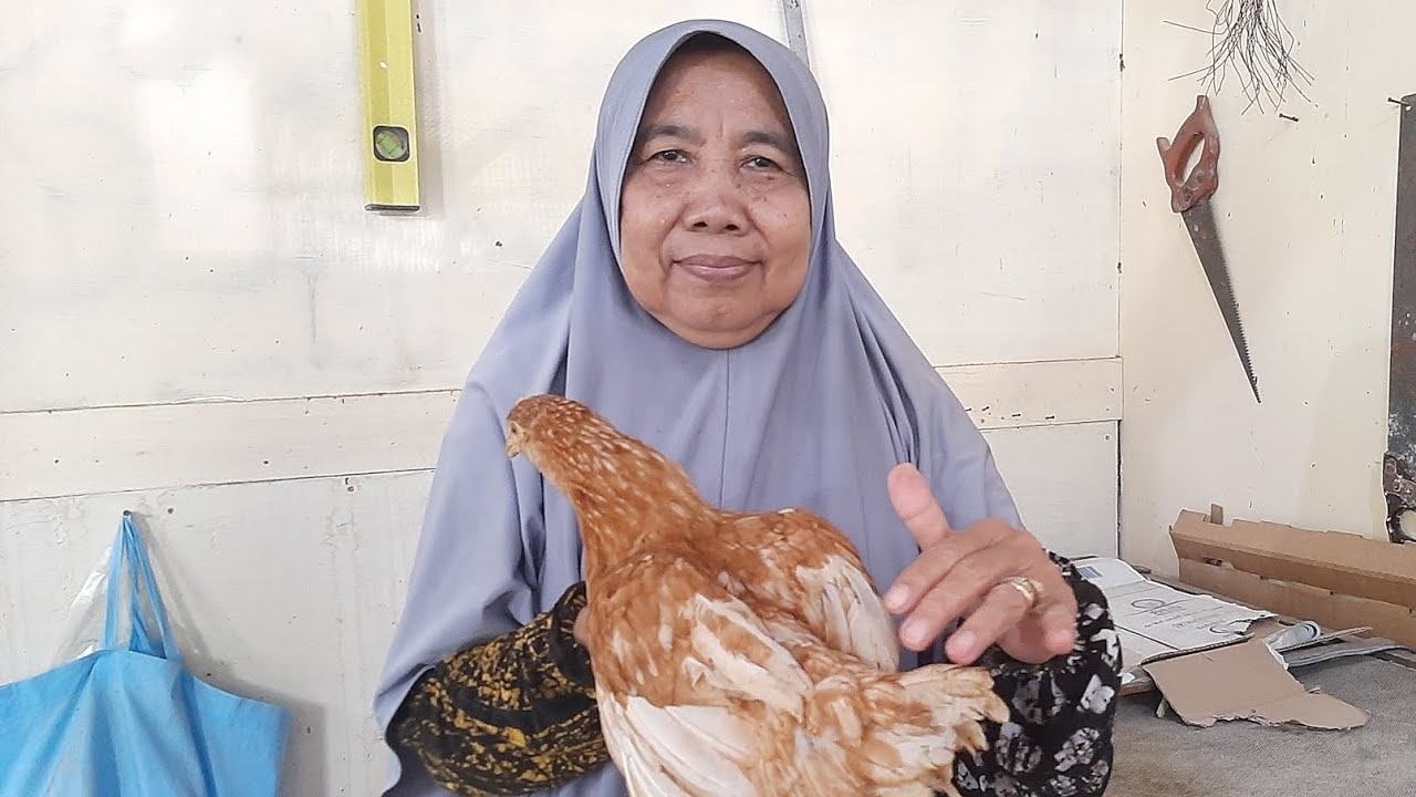 WOW, LIHAT MBAH KEMBAR SUKSES TERNAK 150 EKOR AYAM ‼️😱