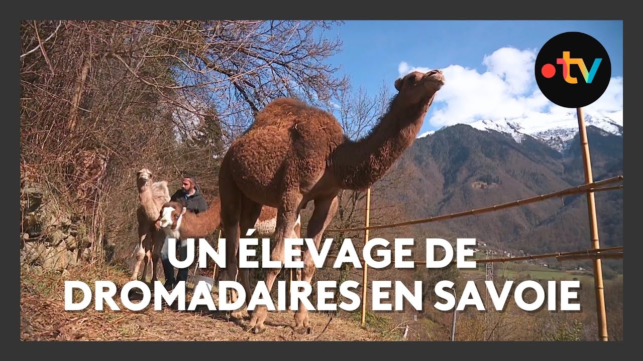 En Maurienne, une famille se lance dans l'&eacute;levage de dromadaires