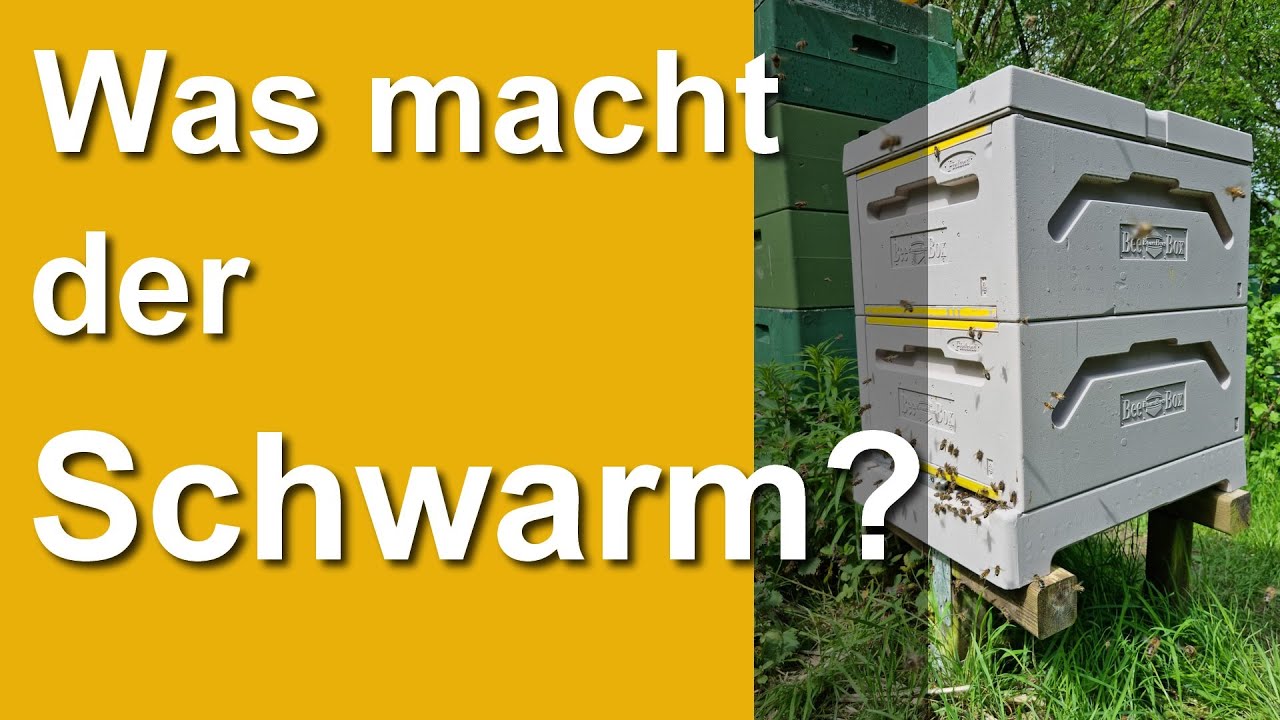 Der Morgen danach: Was macht der Schwarm in der Paradise Honey Bee Box? The day after :)