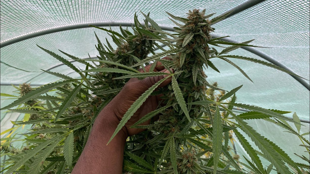 Outdoor grow 2023: Humboldt Jelly Donutz, gazzurple & blueberry muffin  harvest