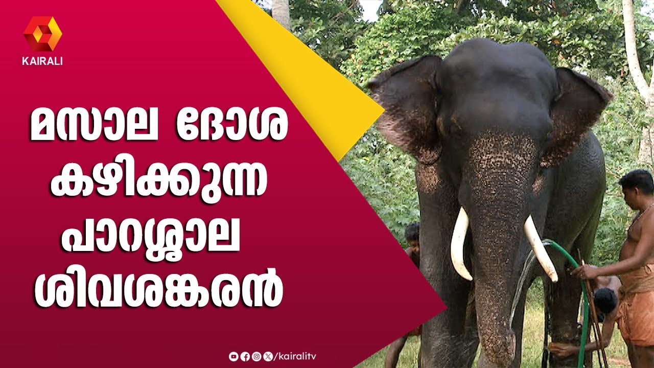 പാറശ്ശാലയുടെ ചുള്ളനായ പാറശ്ശാല ശിവശങ്കരൻ | പാറശ്ശാല ശിവശങ്കരൻ | ഗജകേരളം | ആനച്ചൂര് | E4Elephant