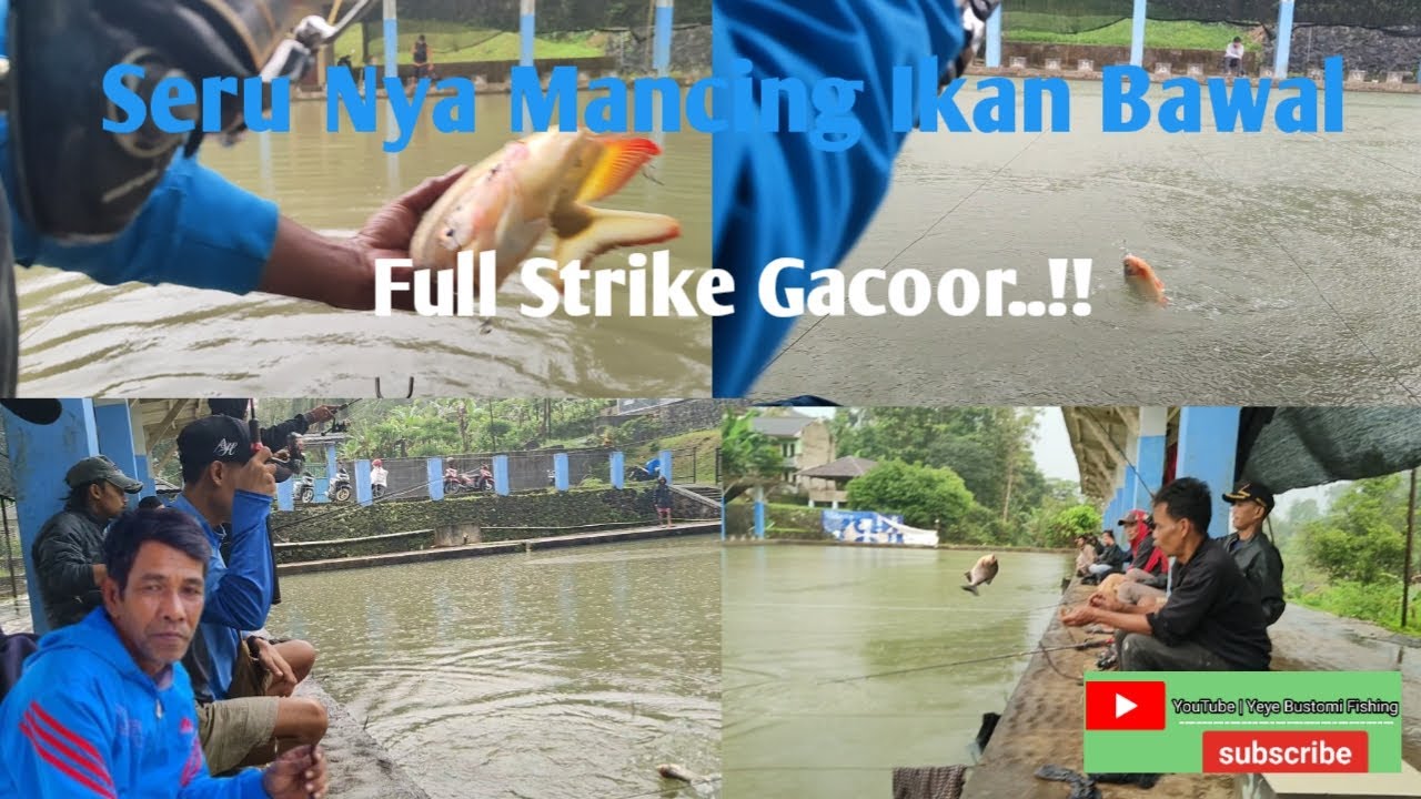Seru Nya Mancing Ikan Bawal || Full Strike Gacoor..!!