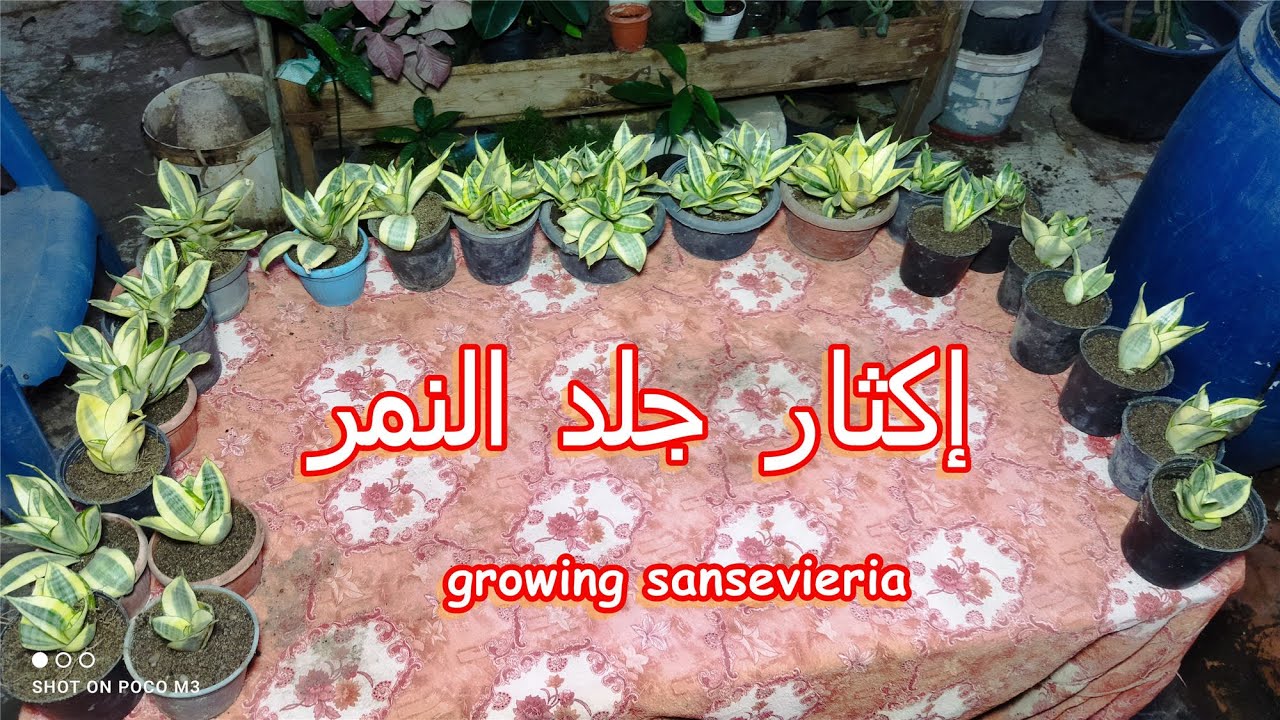 إكثار ورعاية نبات جلد النمر