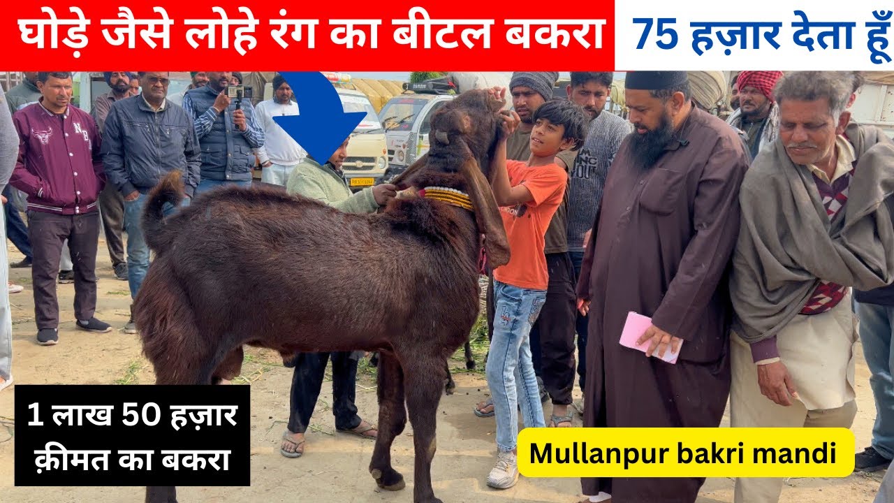 नज़ीर भाई नें लगाए सबसें बड़े बकरें पर पैसे ll mullanpur mandi ll#goat #iltilanatv