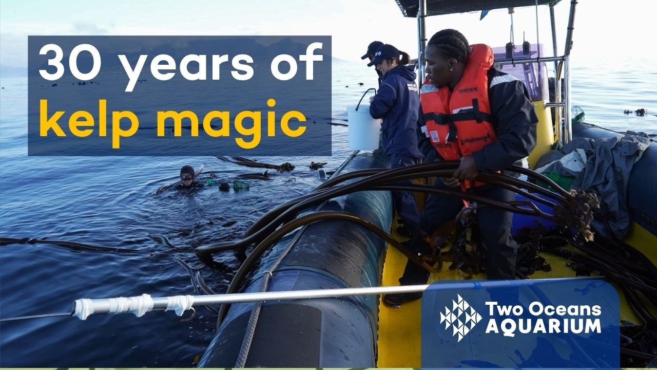 From sea to exhibit: 30 years of kelp magic 🌿