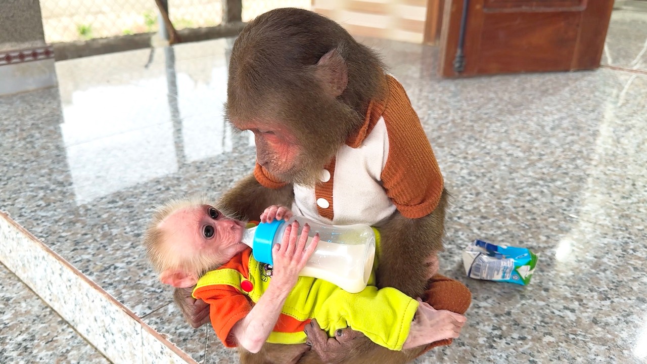 Too Cute! CUTIS Becomes the Sweetest Babysitter for Baby Monkey