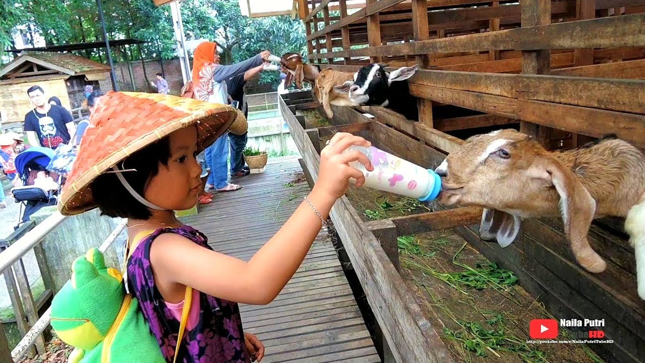 Naila Nangis Dipatok Ayam, TAPI SERU kasih makan dan susu hewan di KUNTUM FARMFIELD bogor