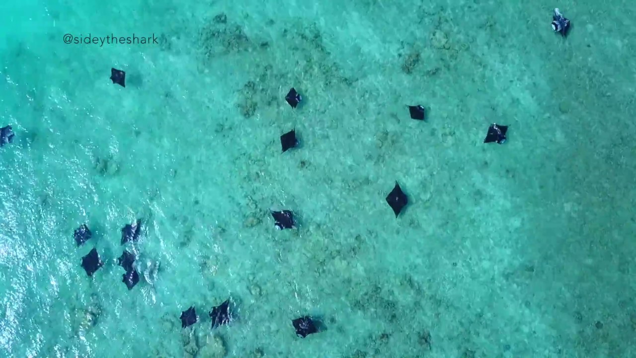Flying the Drone over Hanifaru Bay - Baa Atoll - Maldives