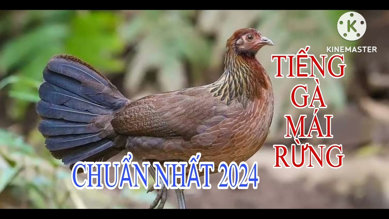Tiếng gà mái rừng bật là có bổi 2024