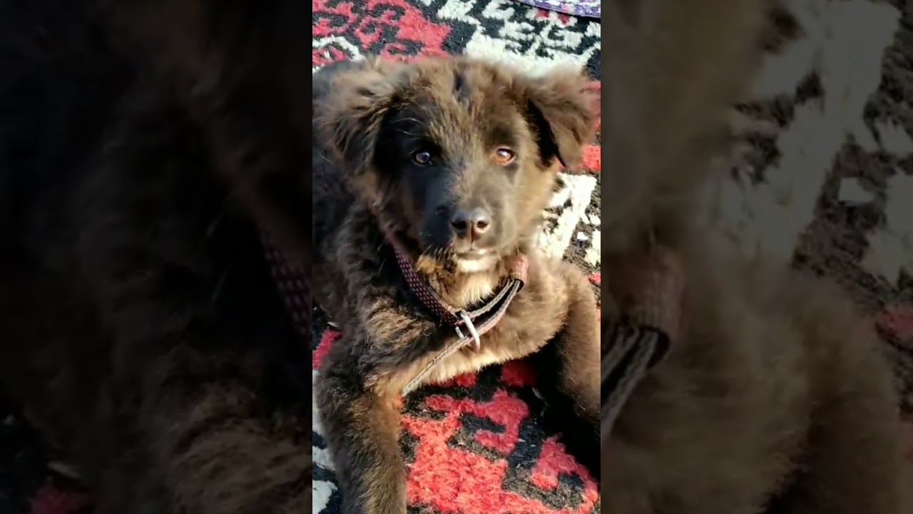 cute dog🐶 