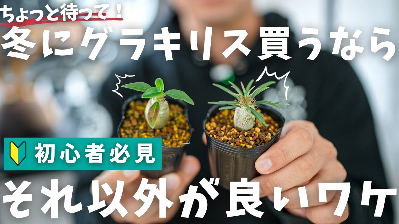 初めてグラキリス買おうと思ったら見るべき動画。