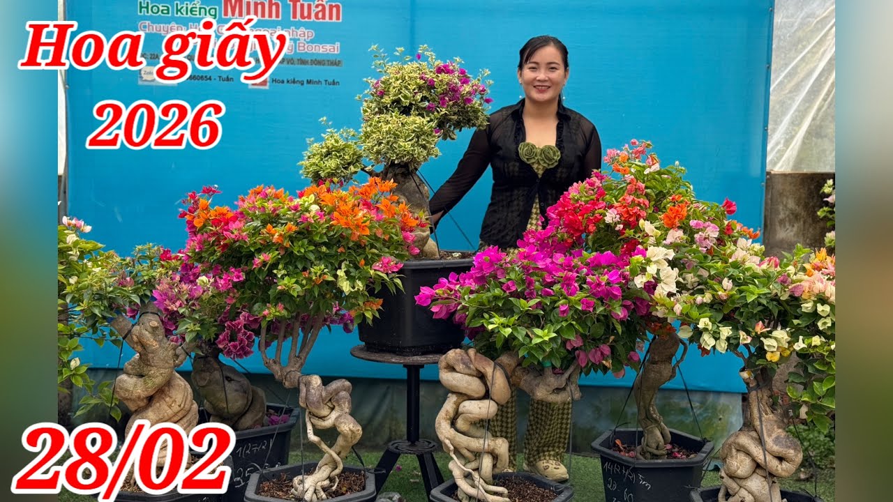28/02:Gl hoa giấy ghép gốc bonsai giá mềm bao ship,cẩm thạch,lá vàng bông đỏ,siêu bông...