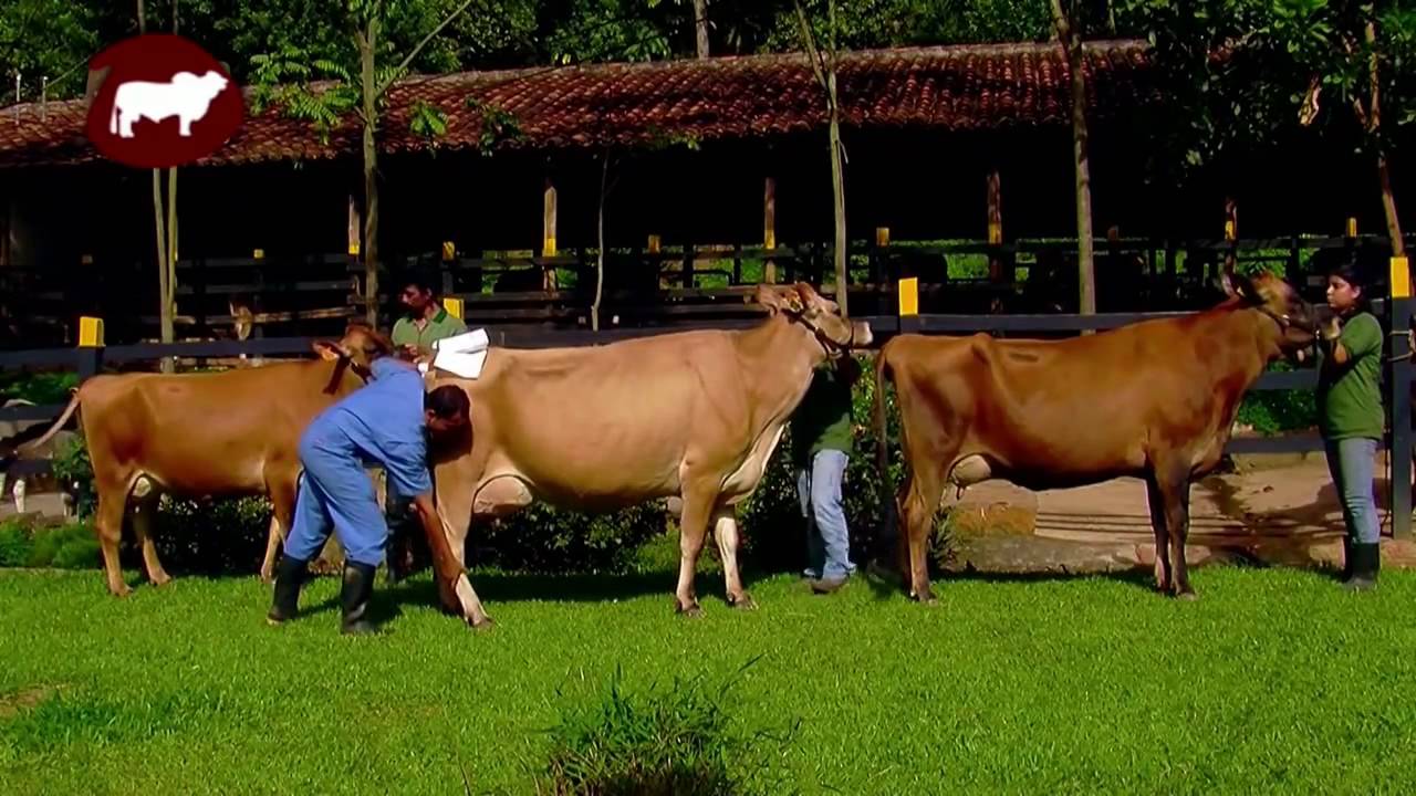 Manejo Reproductivo en Vacas Lecheras   Jersey Pardo suizo