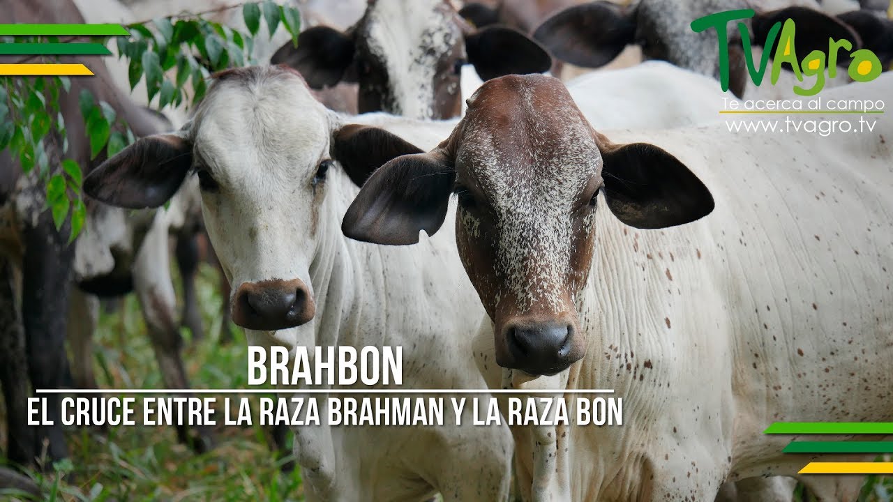 Brahbon: El Cruce entre la Raza Brahman y la Raza Bon - TvAgro por Juan Gonzalo Angel