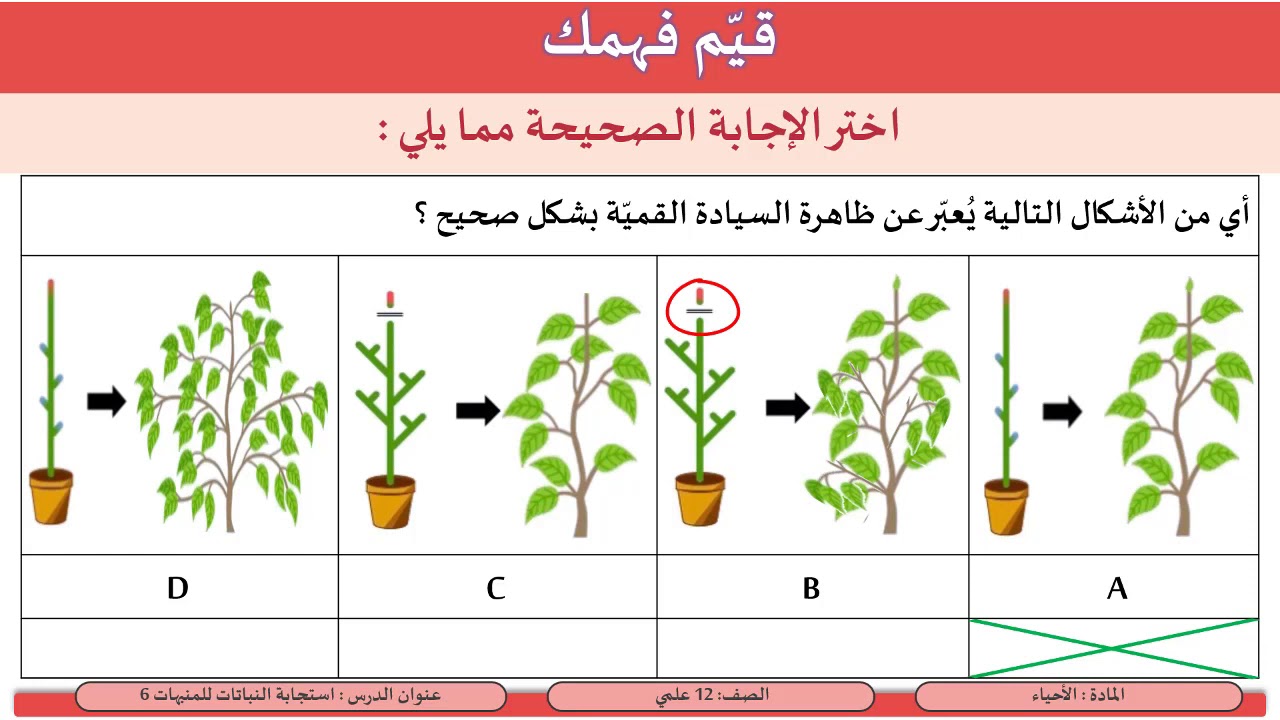 الصف 12 علمي الأحياء  استجابة النباتات للمنبهات 6  الأكسينات و اندول حمض الخليك 1