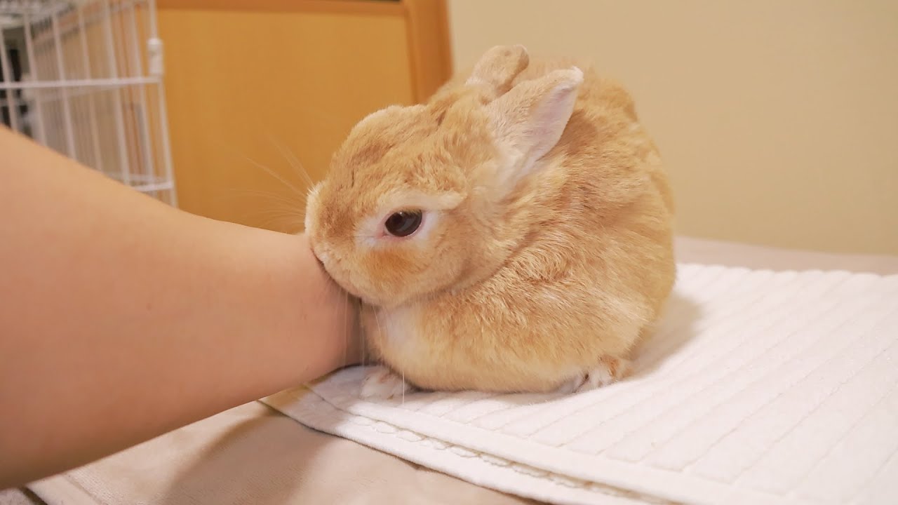 白い小さなマットが好き過ぎてマットの上から全く動かなくなるうさぎさん  She is not good at gnawing practice.