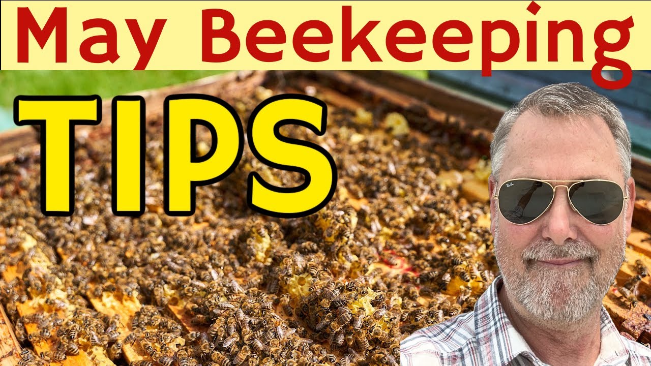 Beekeeping Tips For May