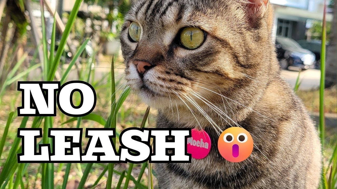 Leash-Free Adventure With My Bengal (Big Mistake?)