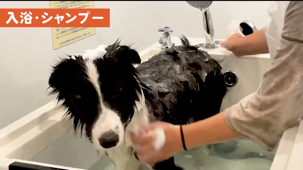 MOFMOF HOMPO セルフドッグスパ&ペット用品ランドリー設備使用説明🐶🛁♨️✨