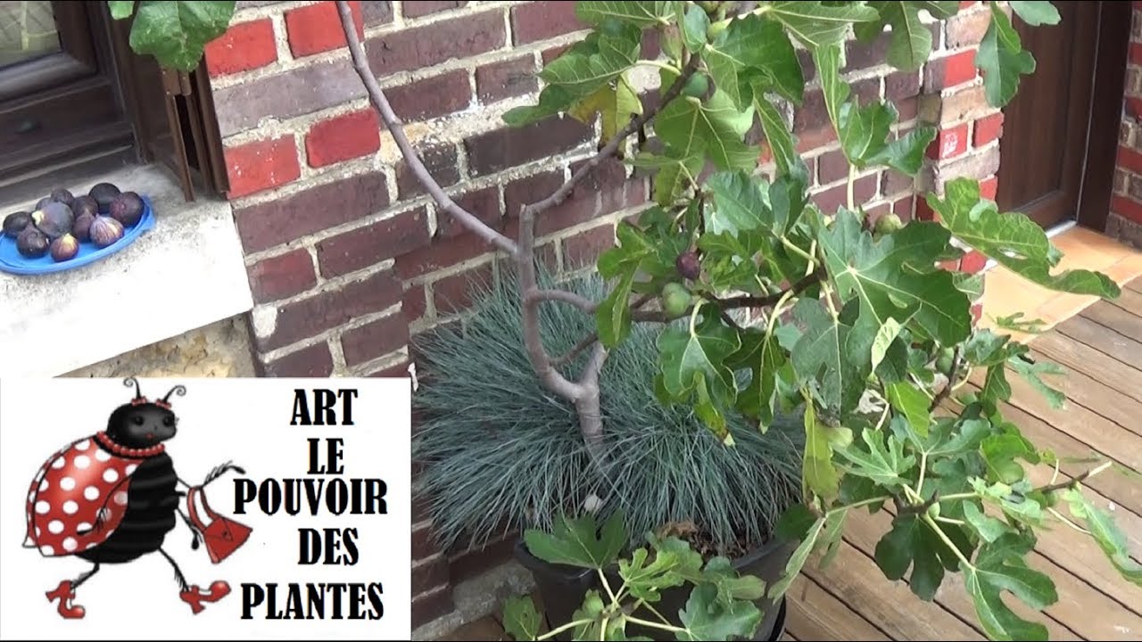 Conseils jardinage: Figuier en pot, plantation, taille, culture, arrosage, récolte: vivace
