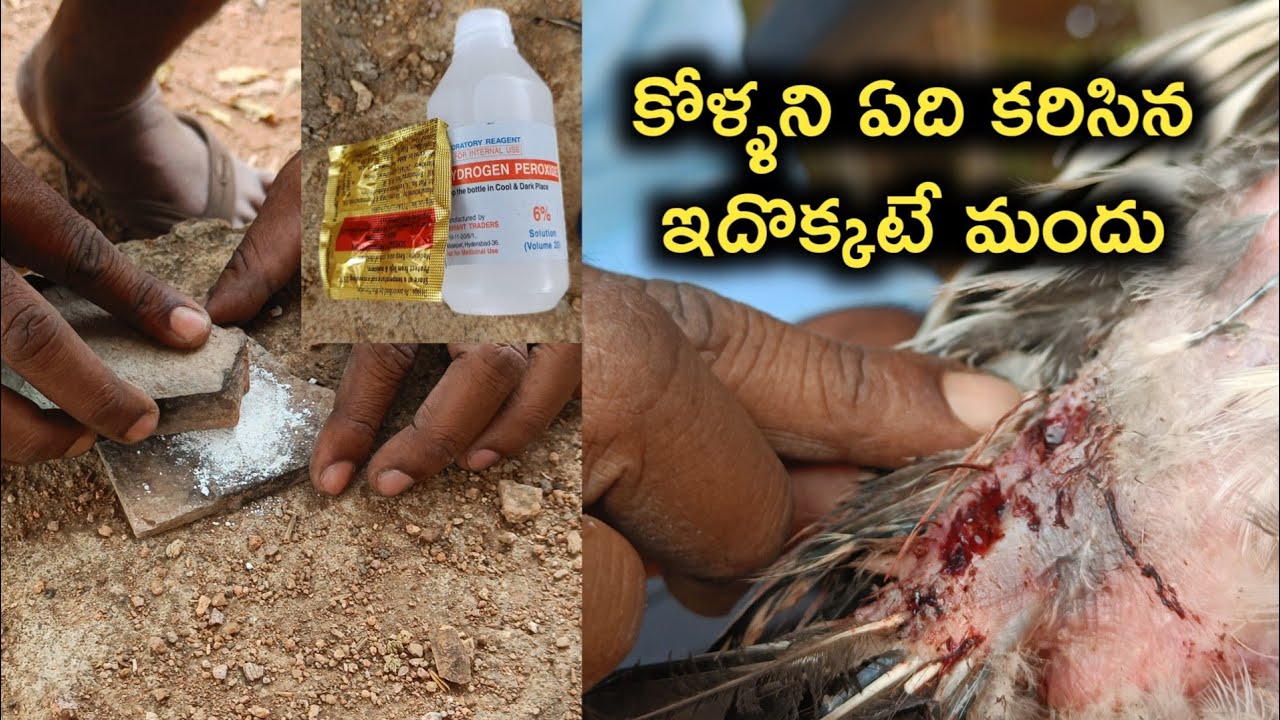 jathi kolla pempakam|| nattu eggs farming||roster farming