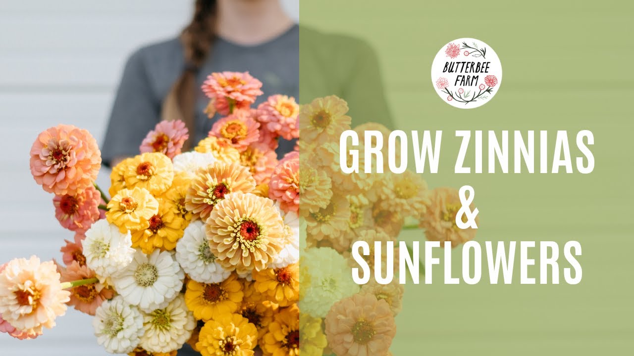 Grow Zinnias & Sunflowers
