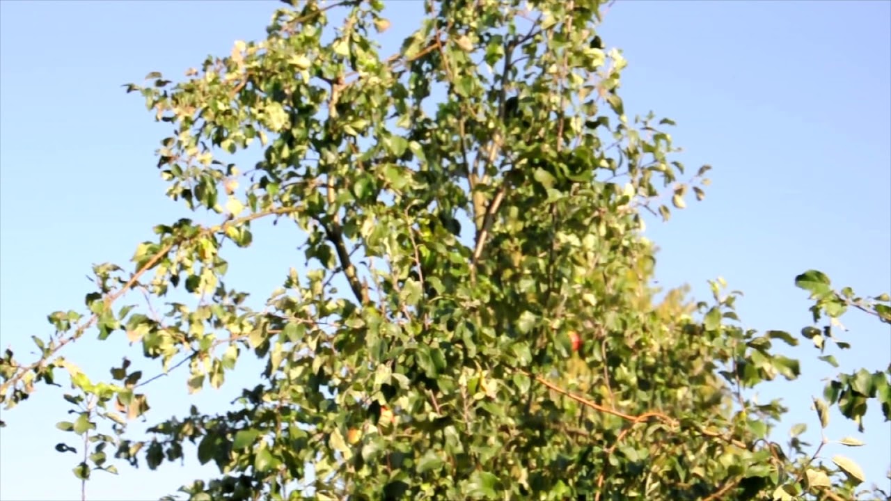 FSI Tree Shaker for Cherries, Mirabelles, Plums, Apple, Olives, Hazel and Walnuts