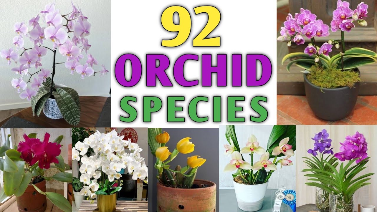 92 Orchid Varieties | Orchid Species | Orchid Plant Types | Plant and Planting