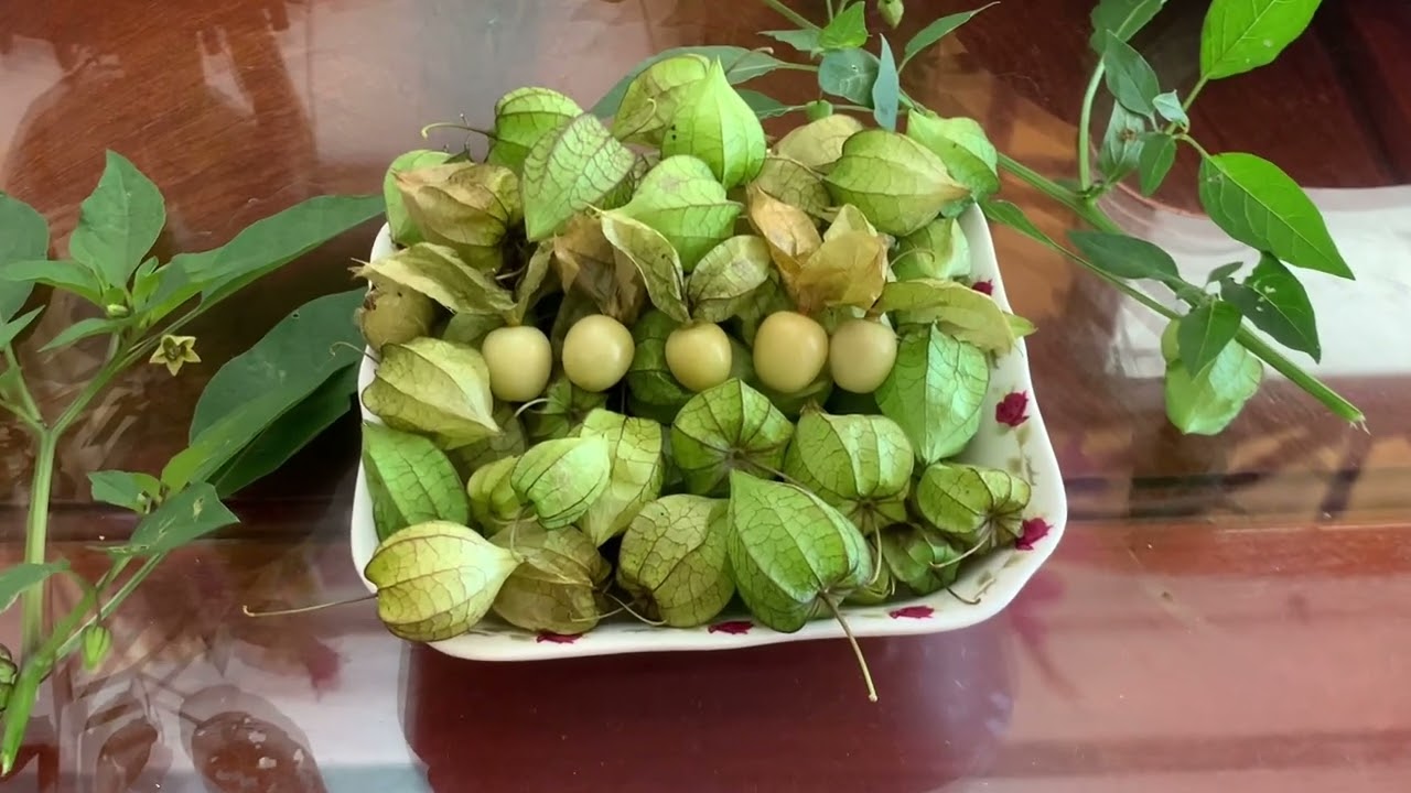 Vườn cây thù lù