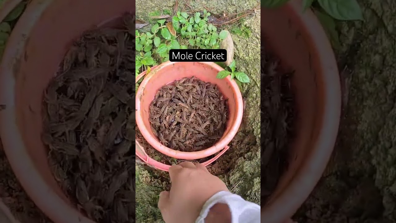 Trapping mole cricket