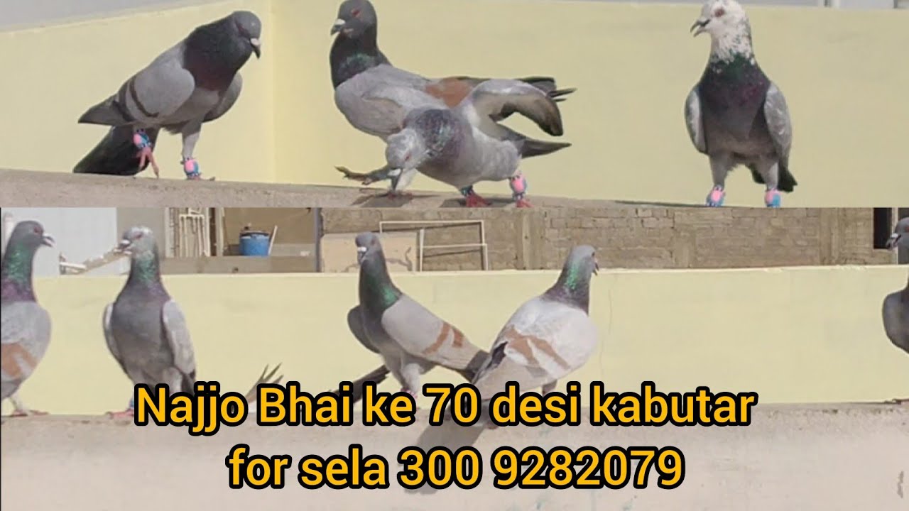 Najjo Bhai | 70 desi  Gola Kabootar Lariyan  0300 9282079 Lal Ban | Gola Kabootar | pigeon left